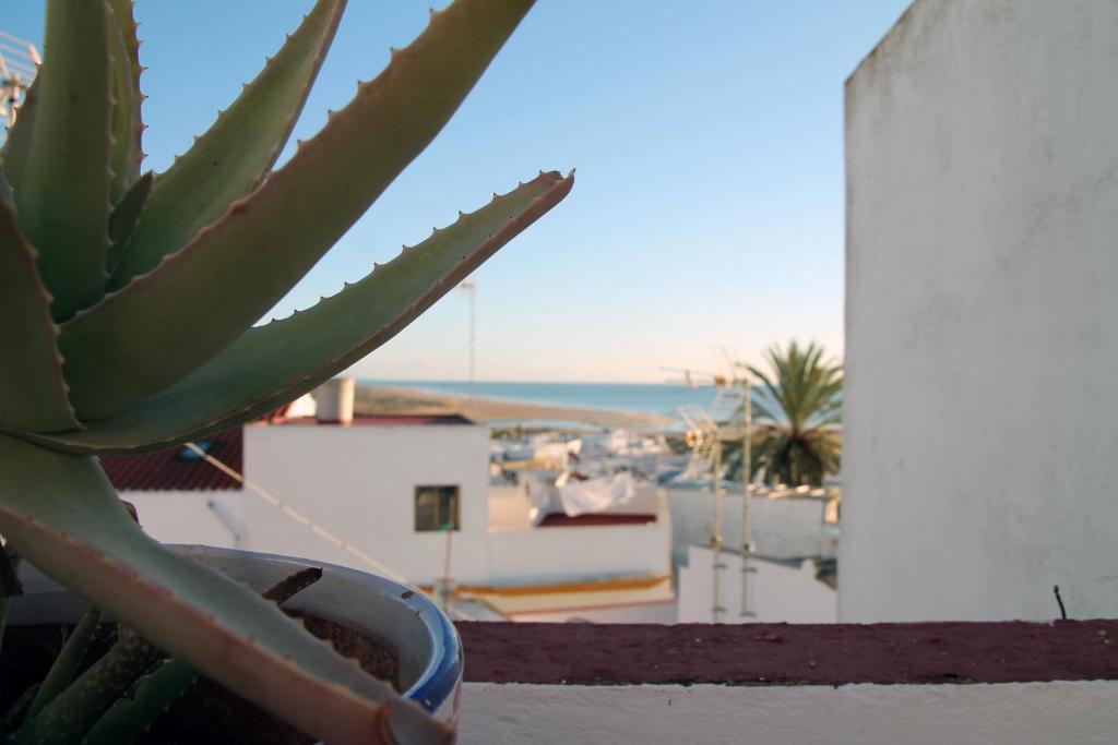 un cactus seduto su un cornicione con vista sull'oceano di Apartamentos Pólvora Conil a Conil de la Frontera