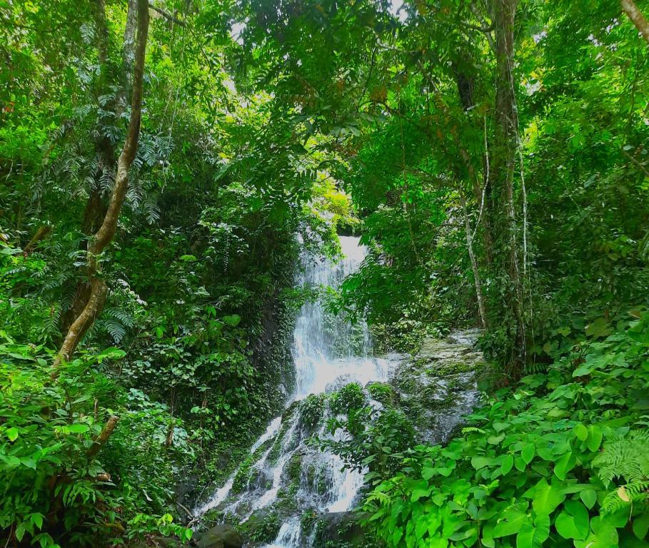 a waterfall in the middle of a forest at Orangutan Treking Camp in Bukit Lawang