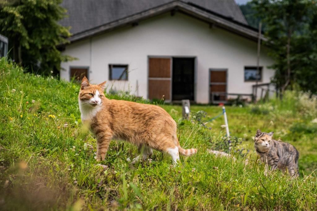 Domáce zviera alebo zvieratá hostí v ubytovaní Burgerhof