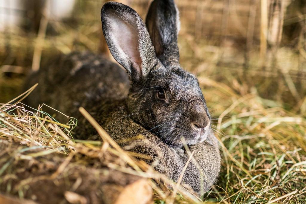 Zvieratá na farme alebo blízkom okolí
