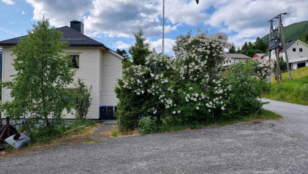 a bush with white flowers next to a house at Feriehus Voldstad in Syvde