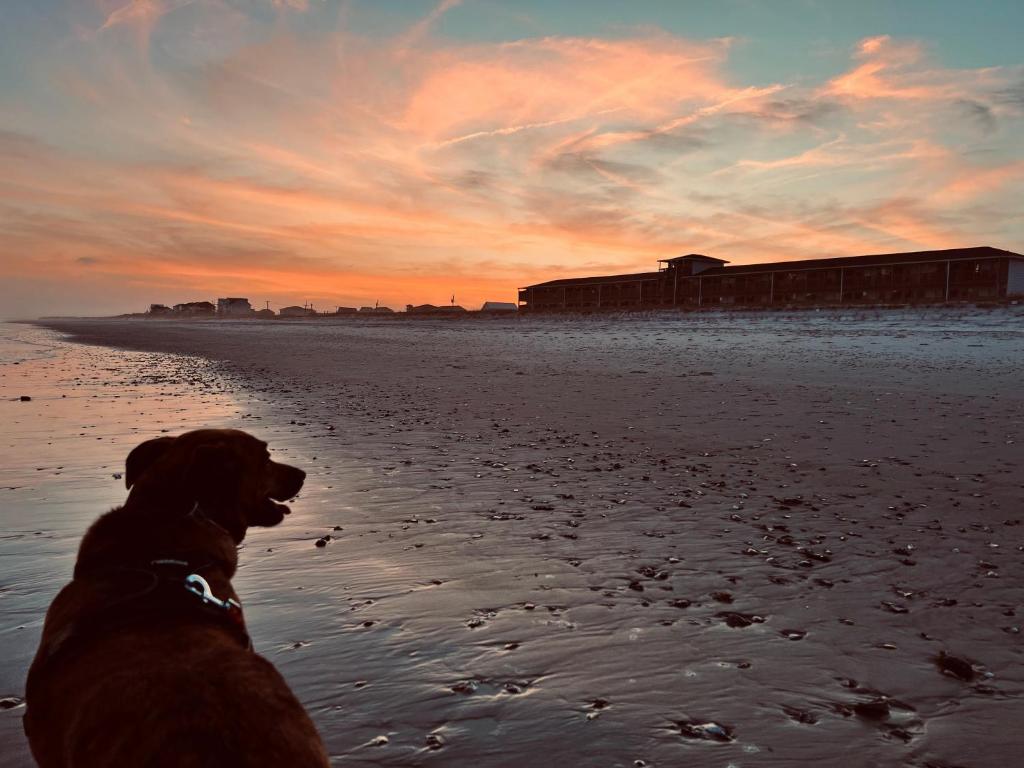 a dog sitting on the beach at sunset at Sea Vista Motel in Topsail Beach