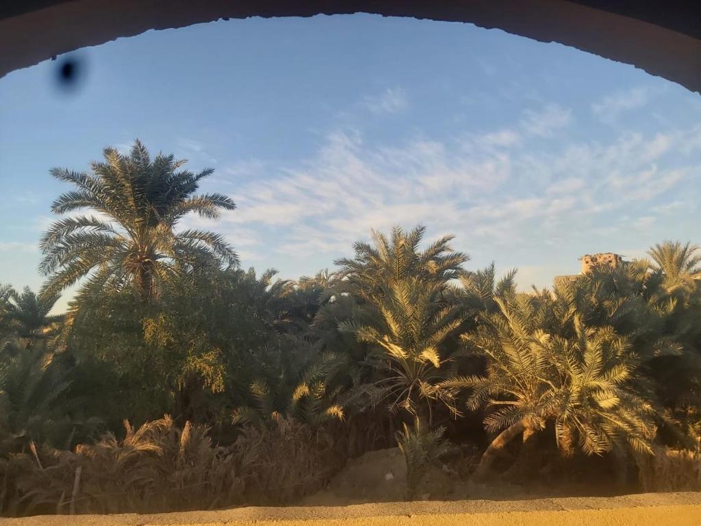 a view of palm trees from a window at Oum House in Siwa