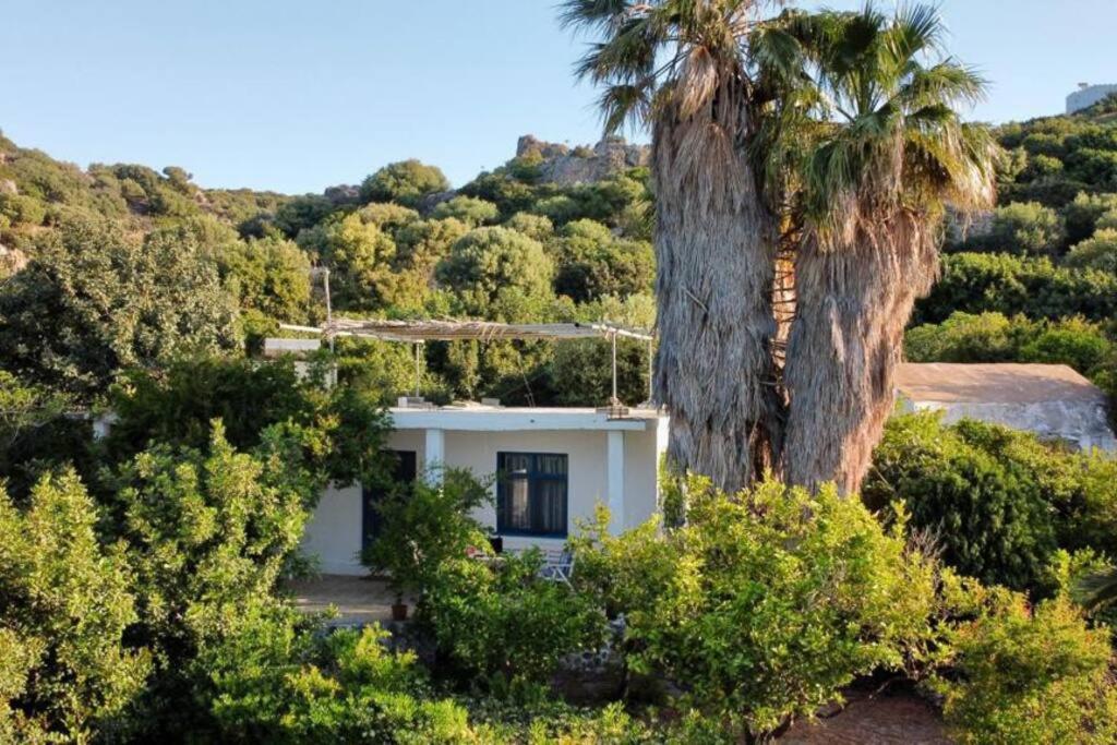 a white house with a palm tree and bushes at Dimitris family house in Kerames