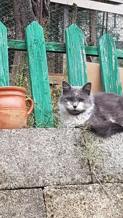 a gray and white cat laying on the ground at villa Angelina house in Ripa Teatina