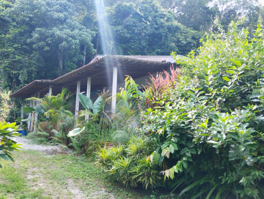Zahrada ubytování Pondok Keladi Langkawi Guesthouse