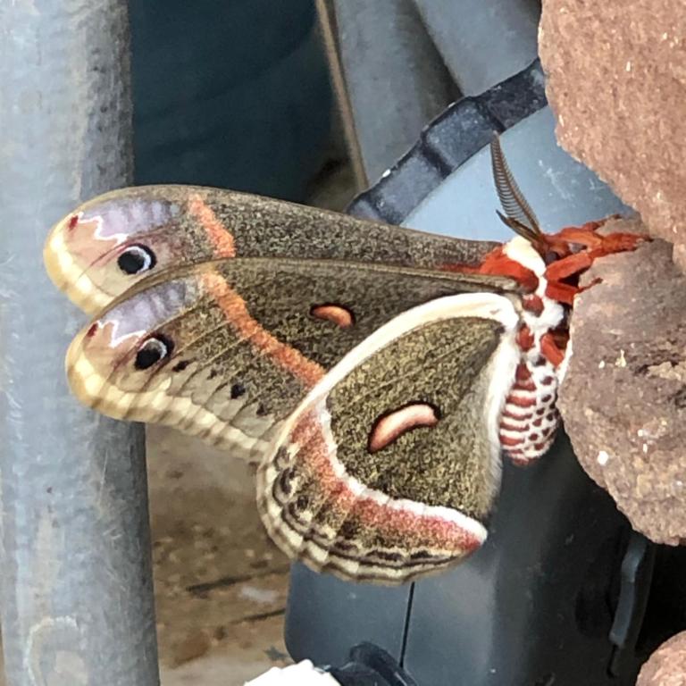 a butterfly sitting on top of a rock at Fishers Of Men Ranch Home in Marble Falls
