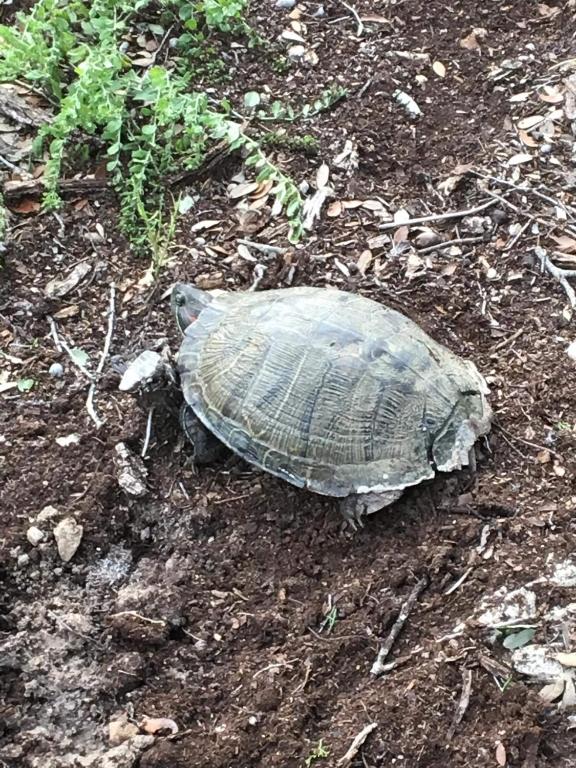 a turtle laying on the ground in the dirt at Fishers Of Men Ranch Home in Marble Falls