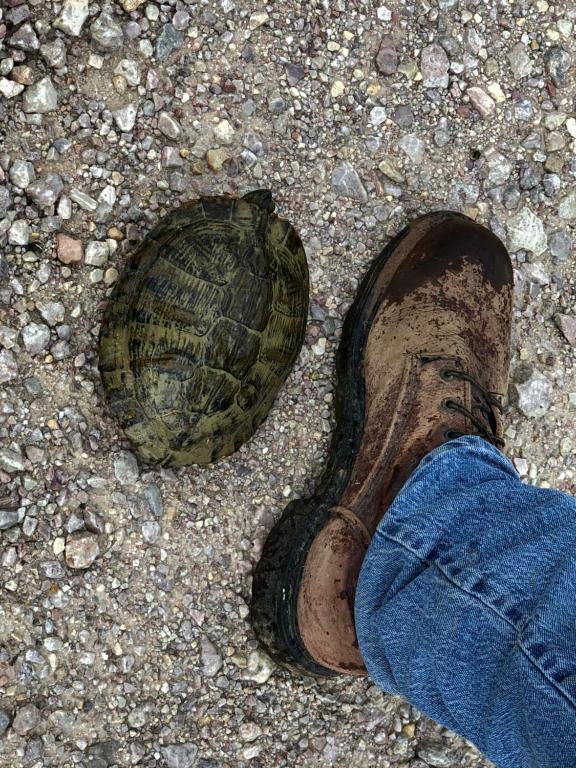 a person standing next to a turtle shell on the ground at Fishers Of Men Ranch Home in Marble Falls