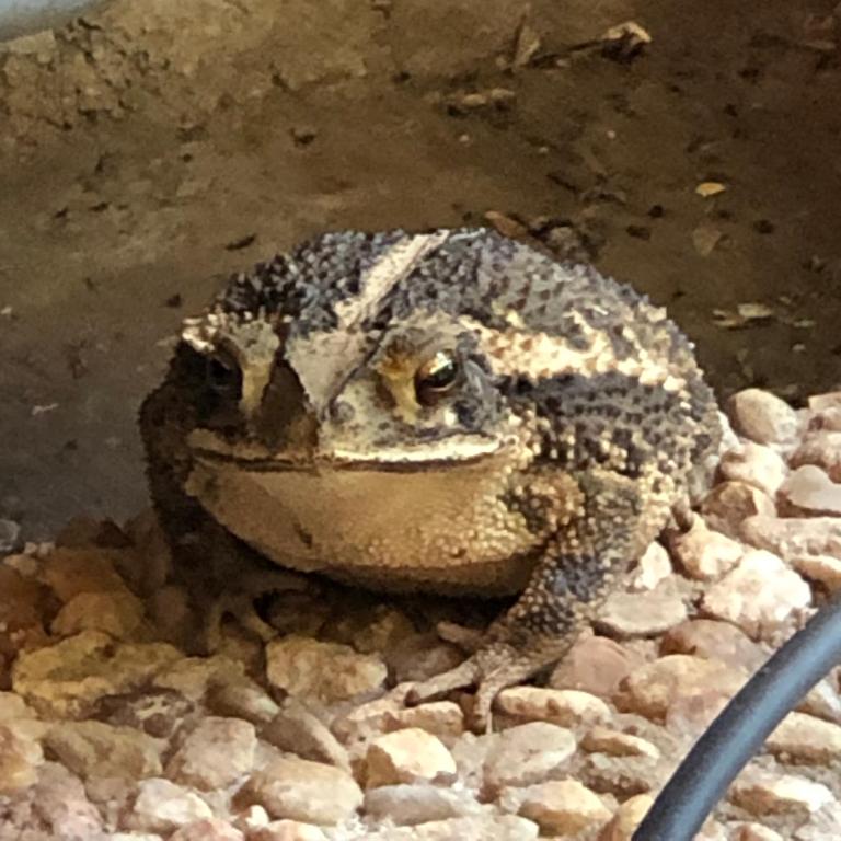 a frog sitting on rocks in the water at Fishers Of Men Ranch Home in Marble Falls
