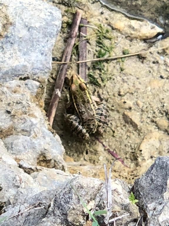 a frog sitting on top of some rocks at Fishers Of Men Ranch Home in Marble Falls