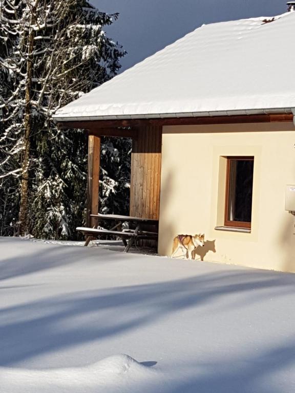 un perro parado junto a un edificio en la nieve en Chalet Beaujon Chapelle-des-Bois en Chapelle-des-Bois