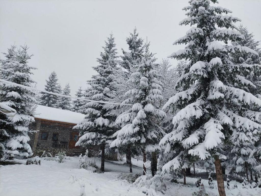 Guest house Hyrmet Demushi - Imazhi 10