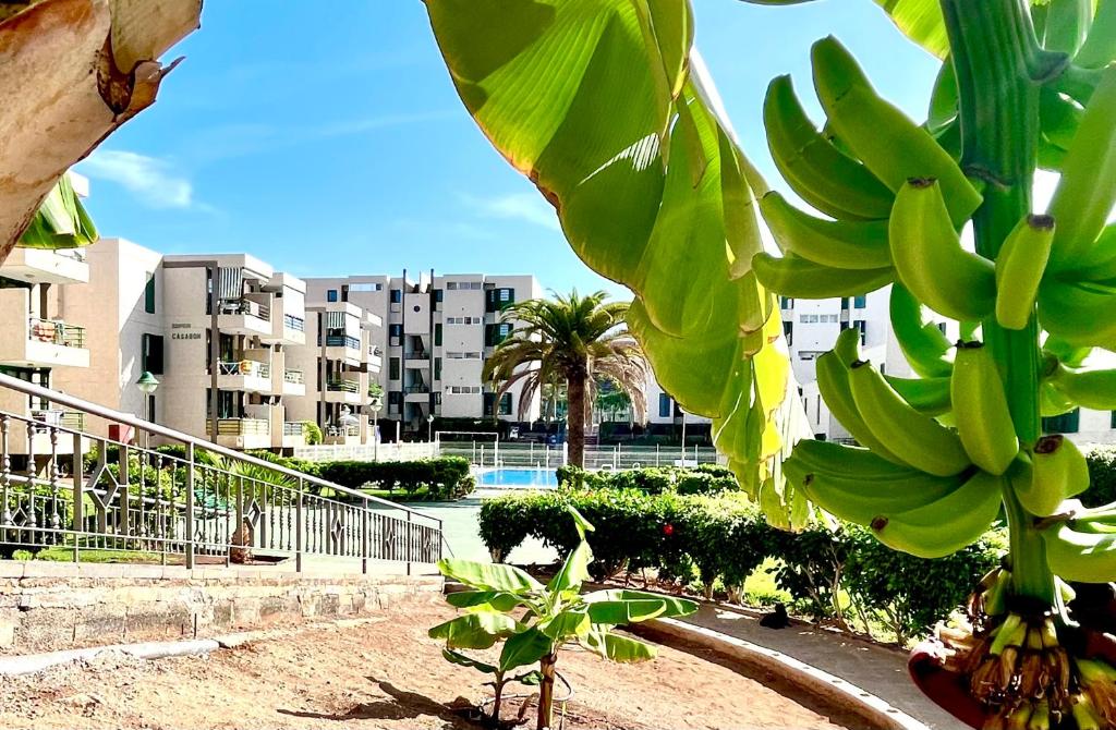 Zahrada ubytování Las Viñas Apartment