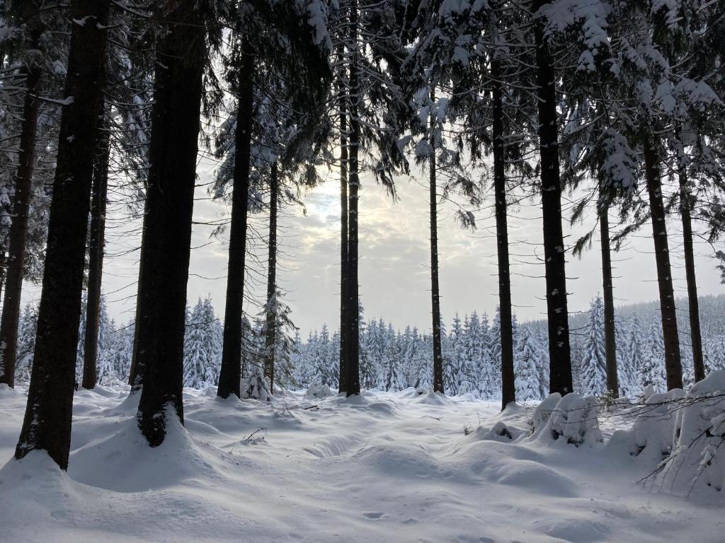 a forest of trees with snow on the ground at Horský apartmán Achát in Janov nad Nisou