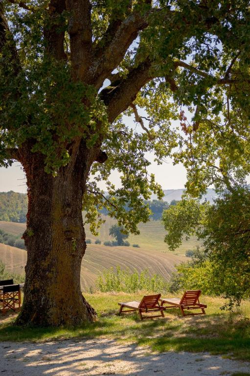 two park benches sitting under a large tree at Casa della Casa in San Severino Marche