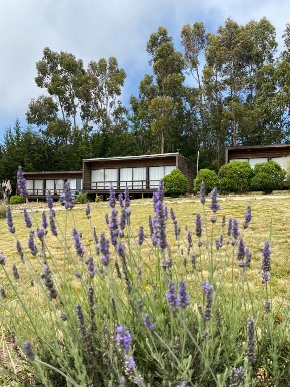 a field of purple flowers in front of a house at Cabañas Lovel-Van in Curanipe