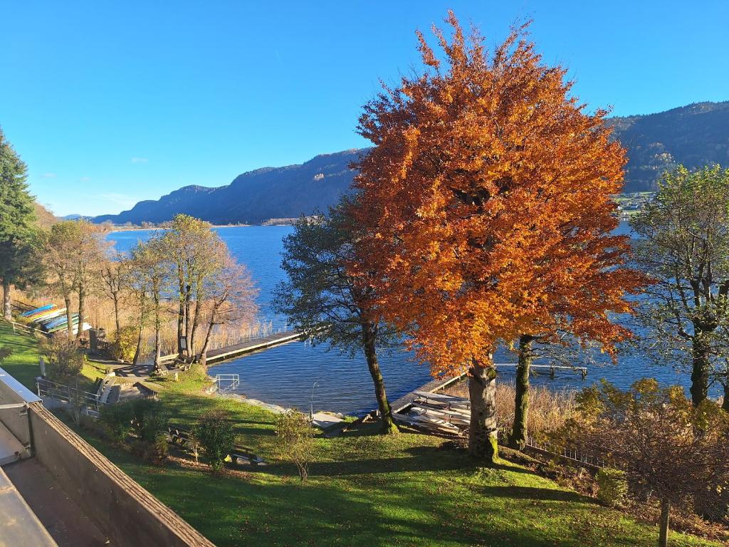 a tree with orange leaves next to a lake at Seeapartment am Ossiacher See am Fuße der Gerlitzen in Stiegl