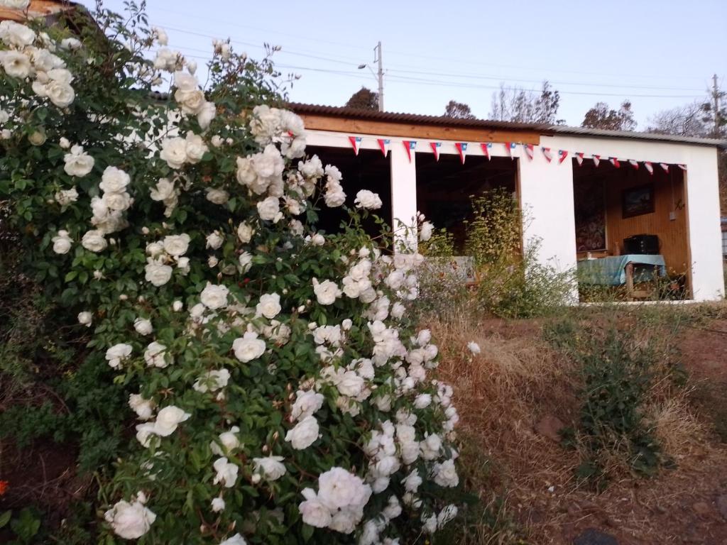 un arbusto de rosas blancas delante de una casa en Cabañas Los Gordos M y M, en Ilta