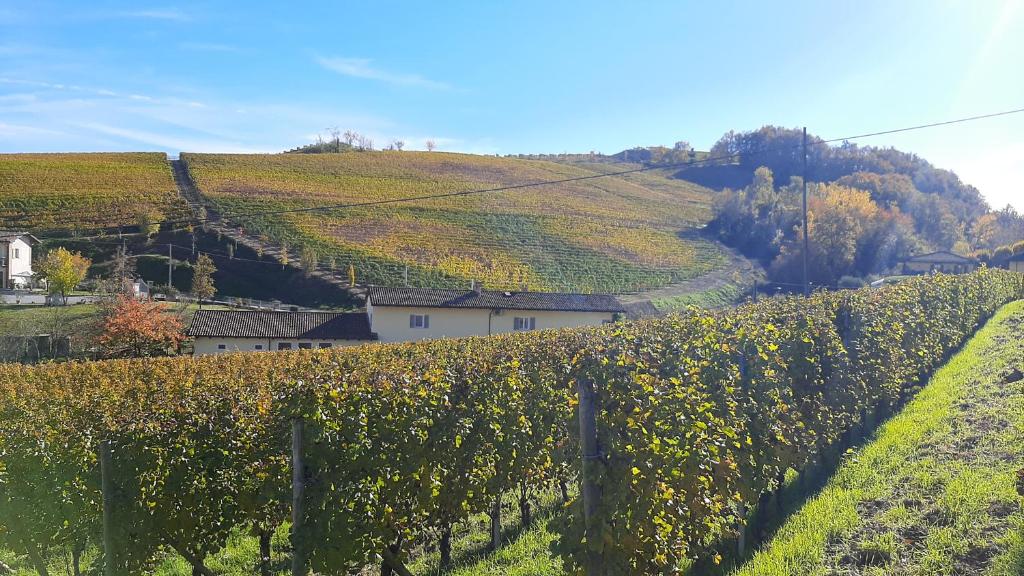 a vineyard in the middle of a field of flowers at Ciabot delle Aie - Barolo in Barolo
