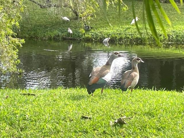 tres patos parados en la hierba cerca de un estanque en Stylish Coastal Townhome in Jupiter, en Jupiter