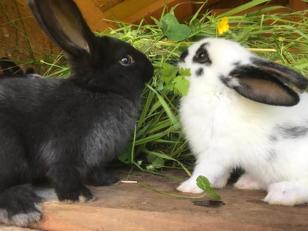 Zvířata v venkovského domu nebo okolí