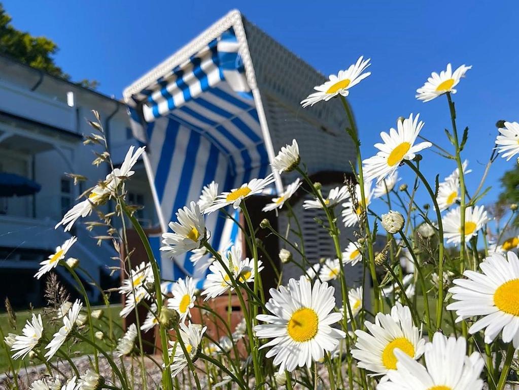 a field of white flowers in front of a house at Villa Azur in Sassnitz