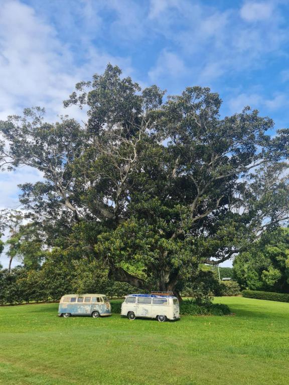 two cars parked under a tree in a field at Cedia at Byron Bay Hinterland in Byron Bay