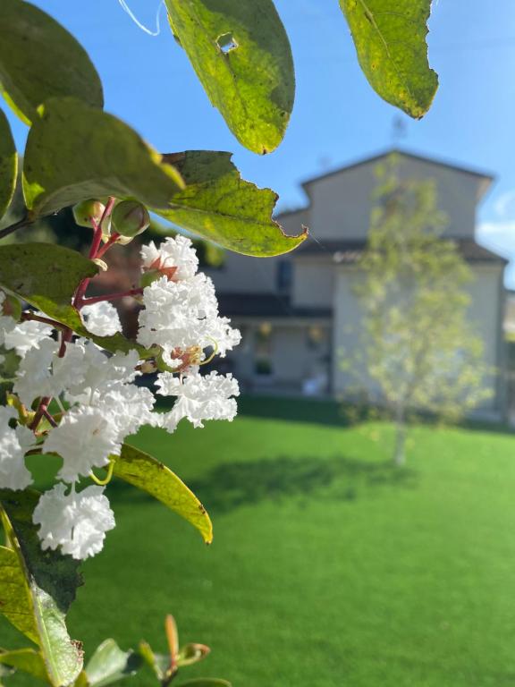 索納的住宿－Civiconr3，田前有白色花的树