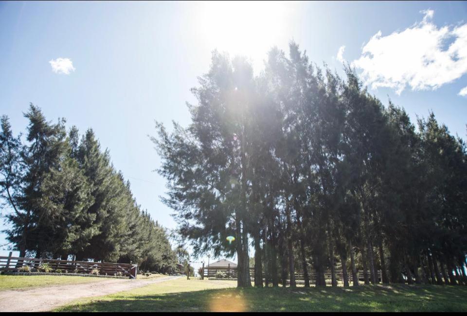 un grupo de árboles con el sol brillando a través de ellos en Chacra Los Arándanos en Durazno