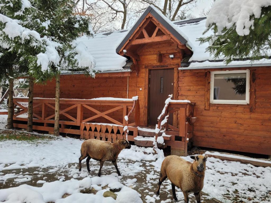 dos ovejas parados frente a una cabaña en la nieve en Domki drewniane pod Karpaczem 9 osobowy, en Mysłakowice