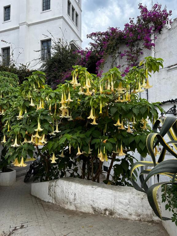 a bunch of yellow flowers on a bush next to a building at House with sea view in Kasbah in Tangier