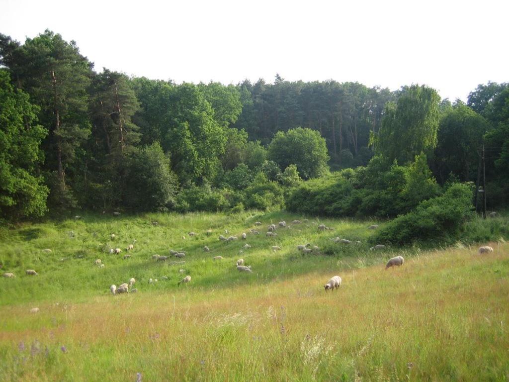 uma manada de animais que pastam num campo relvado em Ferienwohnung Bergschäferei 