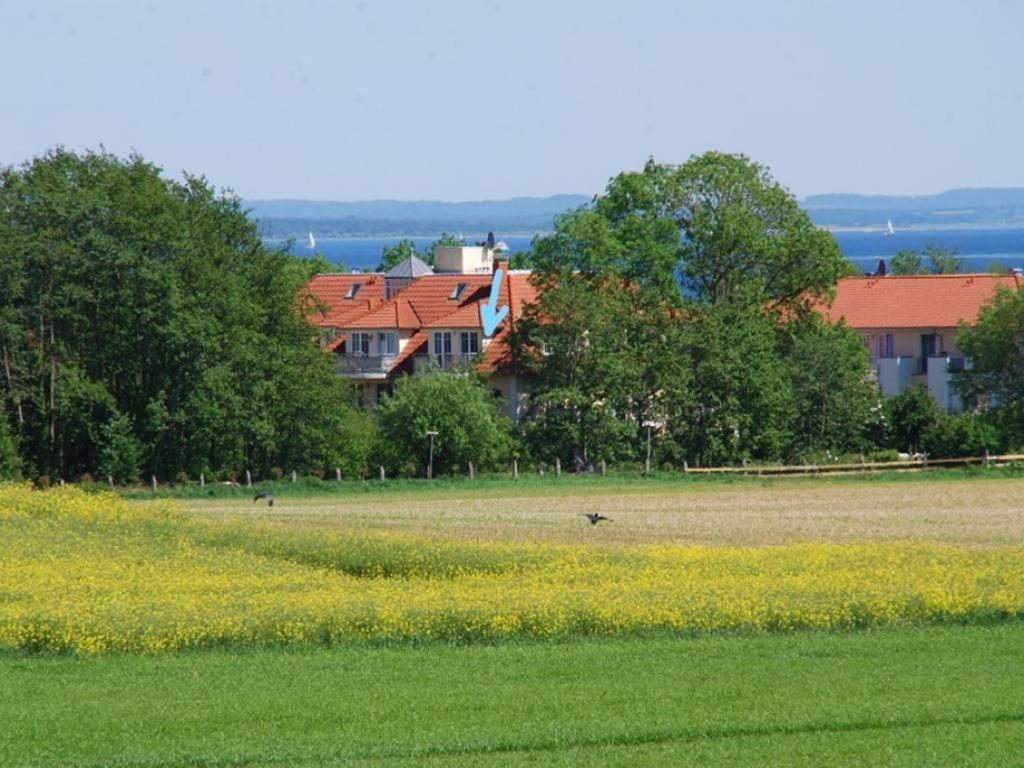 un champ avec des fleurs jaunes et des maisons en arrière-plan dans l'établissement Dwarslöper Whg Dwa30, à Boltenhagen