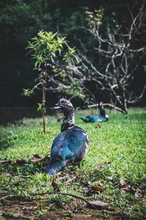 Animais no hotel ou nos arredores