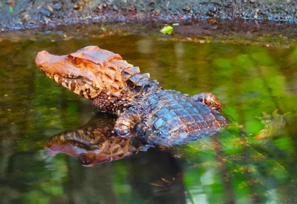Animales en el hotel o alrededores
