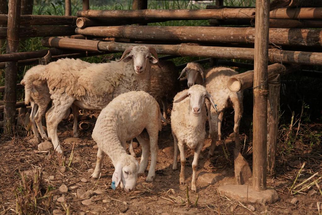 Động vật gần/tại khách sạn