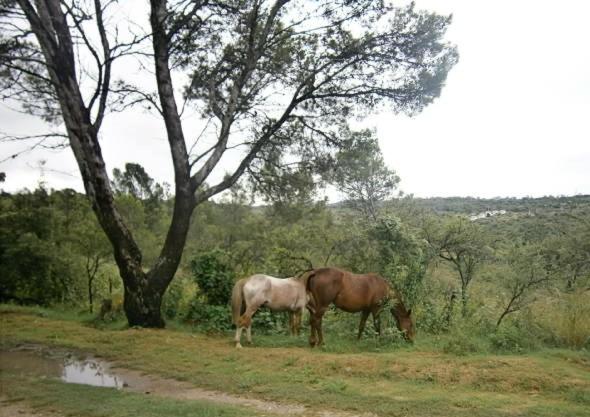 zwei Pferde grasen auf einem Feld neben einem Baum in der Unterkunft Vacaciones en Belgrano IG in Villa General Belgrano