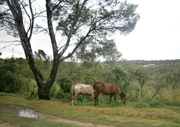 dos caballos pastando en un campo junto a un árbol en Vacaciones en Belgrano IG en Villa General Belgrano