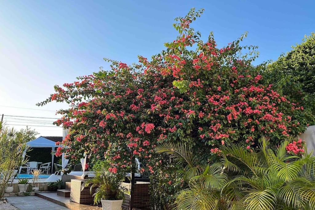 uma grande árvore com flores cor-de-rosa num quintal em Recanto da Família em Guaratuba