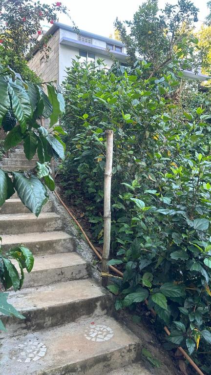 Zahrada ubytování Doddakallu Betta Homestay Coorg