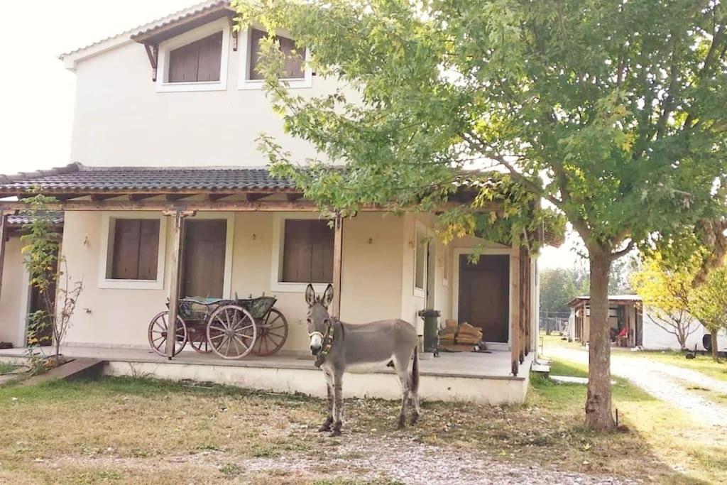 un asino in piedi davanti a una casa di Το σπίτι στο αγρόκτημα a Droserón