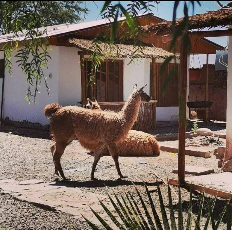 Una llama caminando delante de una casa en Cabañas Voyage Atacama en San Pedro de Atacama