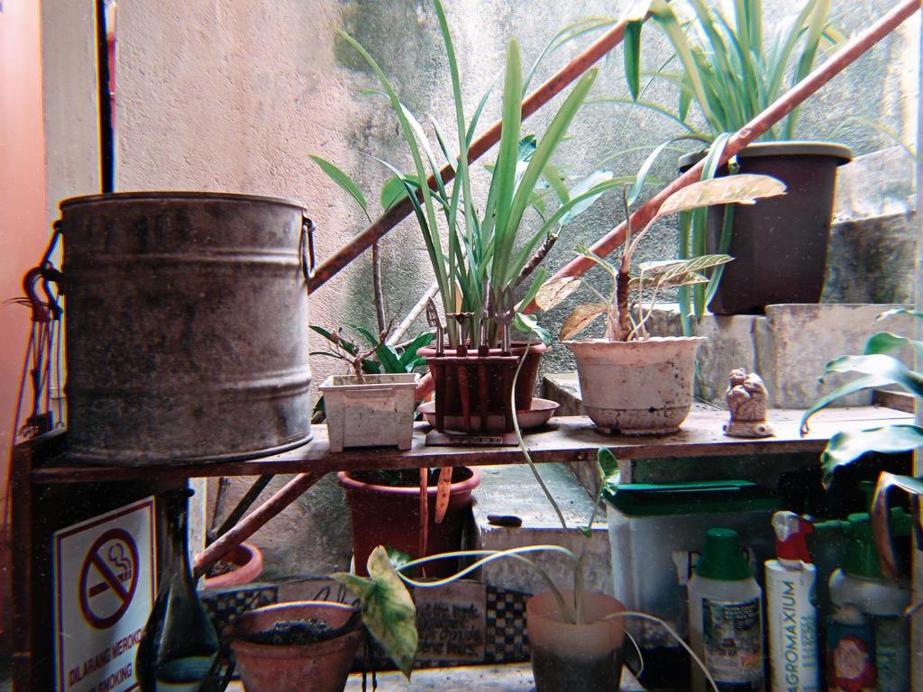 un groupe de plantes en pot assises sur une étagère dans l'établissement AD Homestay Kuantan, à Kuantan