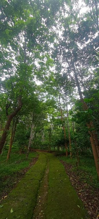Zahrada ubytování Tree House Wayanad