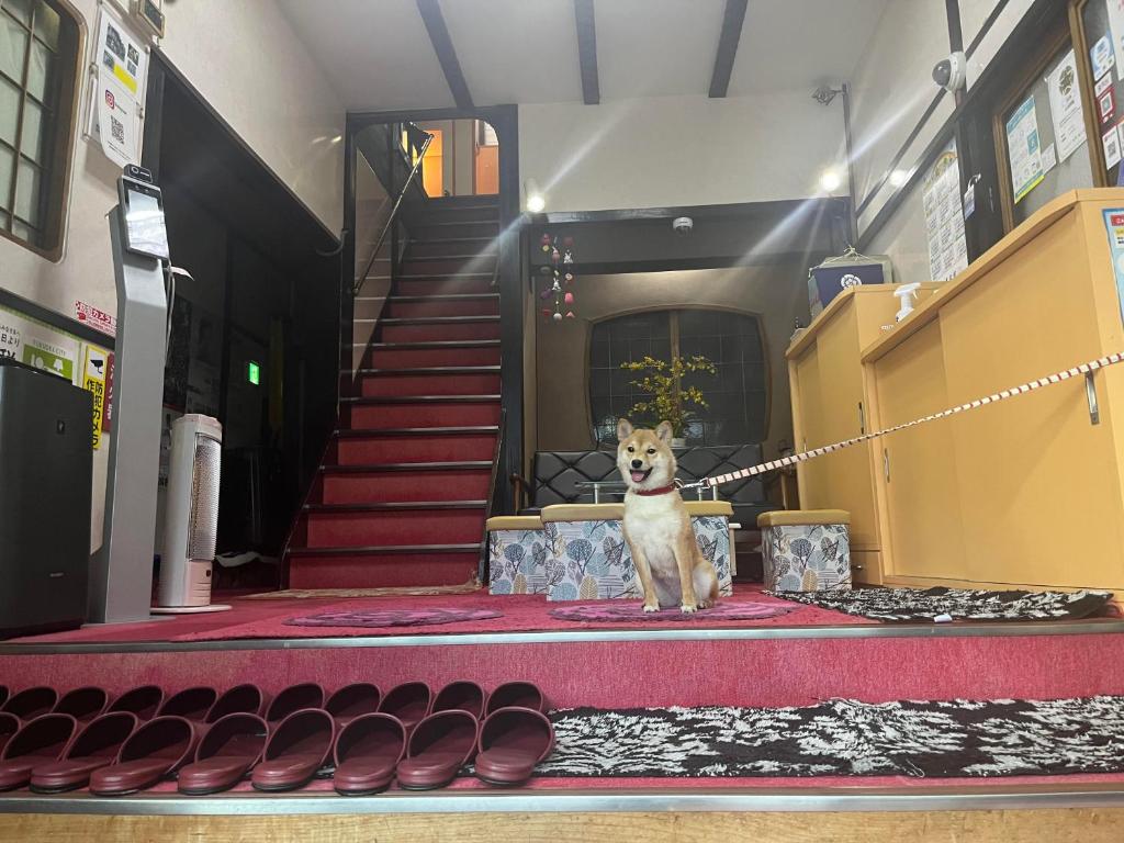 un chien en laisse debout au milieu d'une pièce dans l'établissement Yamamoto Ryokan, à Fukuoka