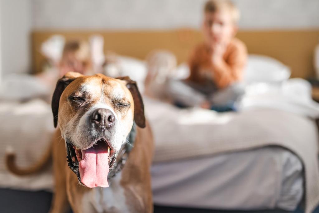 Hotel Marina Club Old Town View - Resim 3