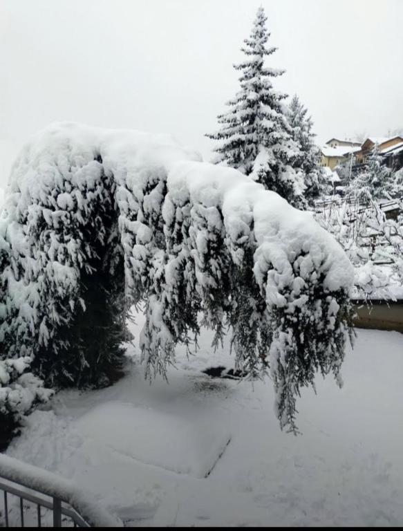 La Sarrolein CIR 0009 v zimě