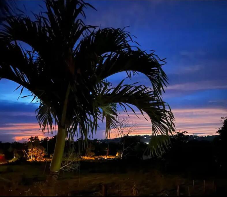 a palm tree in front of a sunset at Caribbean Dreams in Mayaguez