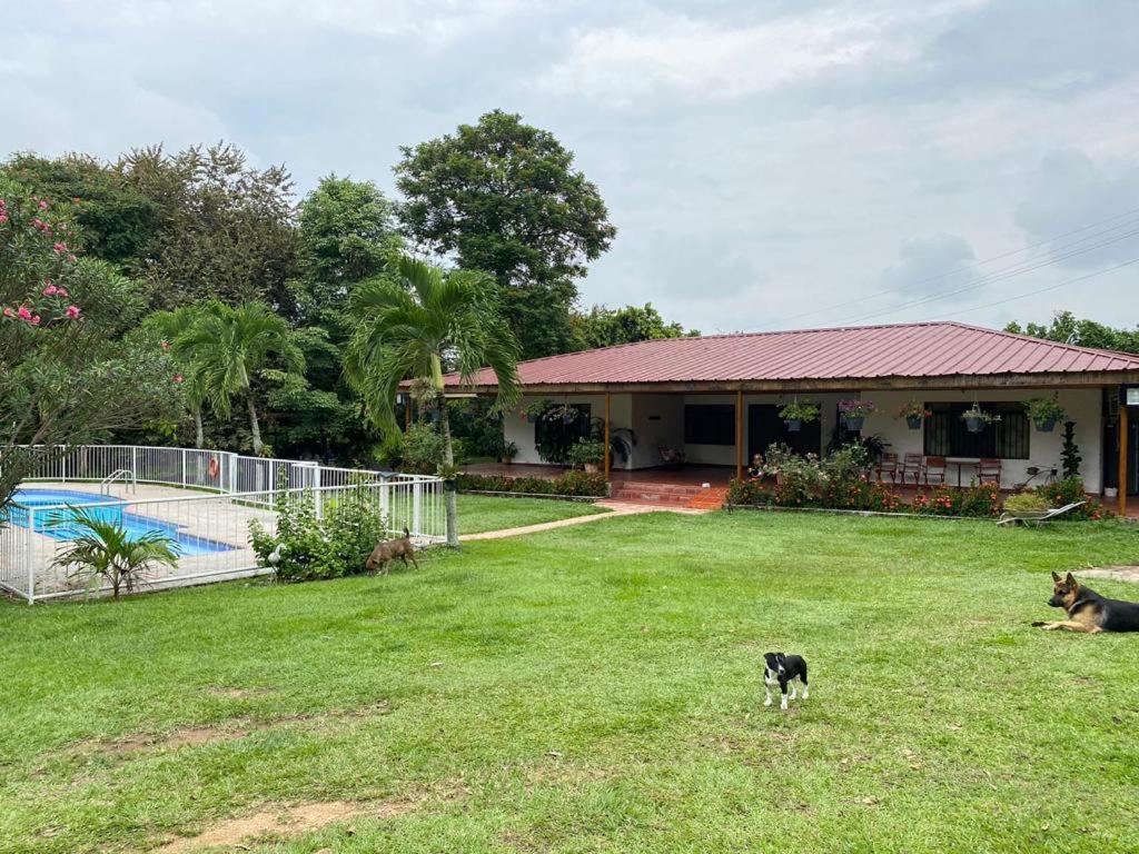 un perro parado en el patio de una casa en Villa Zunilda en Rivera